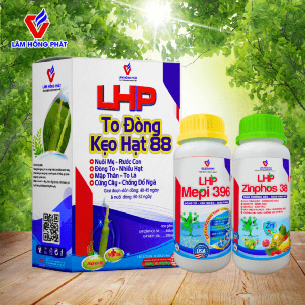 To Đòng Kẹo Hạt 88 – Giải pháp nuôi đòng, kẹo hạt tối ưu cho lúa