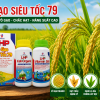 Vô Gạo Siêu Tốc 79 – Giải Pháp Tăng Tốc Vô Gạo, Chắc Hạt, Nâng Cao Năng Suất Lúa