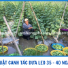 KỸ THUẬT CHĂM SÓC DƯA LEO GIAI ĐOẠN 35 - 40 NGÀY SAU TRỒNG