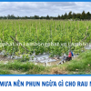 Sau Mưa Nên Phun Ngừa Bệnh Gì Cho Rau Màu? 