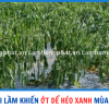 5 SAI LẦM KHIẾN ỚT HÉO XANH TRONG MÙA MƯA NÀY