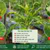 Bọ Trĩ Trên Cây Ớt – Phát Hiện Sớm Để Tránh Mất Mùa