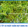 XỬ LÝ ỚT 60 NGÀY ĐANG MANG BÔNG BỊ XOĂN ĐỌT