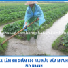 NHỮNG SAI LẦM KHI CHĂM SÓC RAU MÀU MÙA MƯA KHIẾN CÂY SUY NHANH