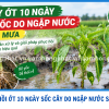 CÁCH XỬ LÝ CÂY ỚT 10 NGÀY BỊ SỐC DO NGẬP NƯỚC SAU MƯA – GIÚP CÂY HỒI PHỤC, RA RỄ KHỎE
