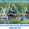 Dưa Leo Mùa Mưa Ra Hoa Nhiều Nhưng Ít Đậu Trái: Nguyên Nhân Và Cách Khắc Phục