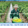 ỚT SỪNG CONG TRÁI, BÓ TRÁI: 3 NGUYÊN NHÂN HAY GẶP MÙA MƯA