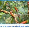 ỚT DAKLAK THÁN THƯ HƠN 30%:  GIẢI PHÁP XỬ LÝ NHANH KHÔ VẾT BẸNH