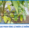 VÀNG LÁ NHŨN LÁ PHUN MÃI KHÔNG HẾT? NGUYÊN NHÂN VÀ CÁCH XỬ LÝ