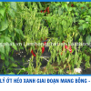 XỬ LÝ HÉO XANH TRÊN ỚT GIAI ĐOẠN RA HOA – MANG TRÁI TẠI VĨNH LONG