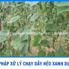 GIẢI PHÁP XỬ LÝ CHẠY DÂY HÉO XANH DƯA LEO MÙA MƯA MIỀN TÂY