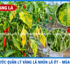 3 BƯỚC XỬ LÝ VÀNG LÁ, NHŨN LÁ TRÊN CÂY ỚT – GIẢI PHÁP BẢO VỆ VƯỜN ỚT MÙA MƯA