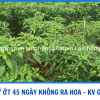 ỚT 45 NGÀY MÃI KHÔNG RA HOA ĐẬU TRÁI XỬ LÝ RA SAO ?
