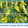 CHẶN ĐỨNG VÀNG LÁ SAU MƯA - CÁC HOẠT CHẤT XỬ LÝ HIỆU QUẢ 