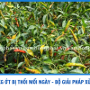 300 KG ỚT THỐI MỖI NGÀY – BỘ ĐÔI GIẢI PHÁP MỚI LAER 99 &amp; BOSY 99!