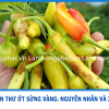 Bệnh Thán Thư Trên Ớt Sừng Vàng: Nhận Biết Sớm, Xử Lý Đúng Cách Với Bộ Đôi Bosy 99 Và Laer 99