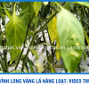🌶️ ỚT VĨNH LONG VÀNG LÁ HÀNG LOẠT – BÀ CON XEM NGAY VIDEO THỰC TẾ!