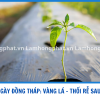 XỬ LÝ ỚT 4 NGÀY THỐI RỄ, VÀNG LÁ SAU MƯA KHU VỰC ĐỒNG THÁP