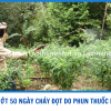 ỚT 50 NGÀY CHÁY ĐỌT DO PHUN THUỐC NÓNG - XỬ LÝ NHƯ THẾ NÀO ?