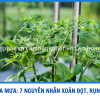 ỚT MÙA MƯA: 7 NGUYÊN NHÂN KHIẾN ỚT XOĂN ĐỌT, RỤNG BÔNG &amp; CHẬM LỚN