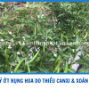 Ớt Mùa Mưa Rụng Bông, Rụng Trái, Xoăn Đọt: Đừng Để Mất Cả Lứa Trái Vì Thiếu Canxi