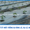 XỬ LÝ ỚT MỚI TRỒNG BỊ XỤ LÁ VÀNG LÁ HÉO RŨ