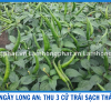 ỚT 80 NGÀY SẠCH THÁN THƯ: BÍ QUYẾT CỦA ANH KHÁCH LONG AN LÀ GÌ ? 