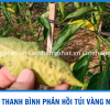 NÔNG DÂN THANH BÌNH NÓI GÌ VỀ TÚI VÀNG LÁ NHŨN LÁ ? HIỆU QUẢ RA SAO