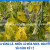 KHỔ QUA VÀNG LÁ, NHŨN LÁ MÙA MƯA: NGUYÊN NHÂN VÀ CÁCH XỬ LÝ