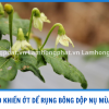 3 LÍ DO KHIẾN ỚT DỂ RỤNG BÔNG DỘP NỤ MÙA MƯA 