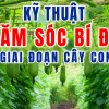 Kỹ Thuật Chăm Sóc Và Bón Phân Cho Cây Bí Đao Giai Đoạn Cây Con Chuẩn Kỹ Thuật