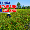 Kỹ Thuật Trồng Thâm Canh Cây Ớt Xuất Khẩu Đạt Năng Suất Cao, Trái Đẹp, Ít Sâu Bệnh