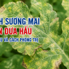 Bệnh Sương Mai Trên Dưa Hấu: Dấu Hiệu, Nguyên Nhân Và Cách Phòng Trị Hiệu Quả