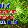 Đu Đủ Bị Xoăn Đọt, Vàng Lá? Cách Xử Lý Hiệu Quả