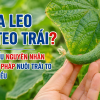 Dưa Leo Bị Teo Trái? Tìm Hiểu Nguyên Nhân Và Giải Pháp Nuôi Trái To Đồng Đều
