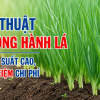 Kỹ Thuật Trồng Hành Lá Đạt Năng Suất Cao – Cách Chăm Sóc Và Bón Phân Hiệu Quả