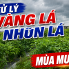Bệnh Vàng Lá Đốm Lá Mắt Cua Trên Cây Ớt: Nguyên Nhân, Triệu Chứng Và Biện Pháp Xử Lý Tận Gốc