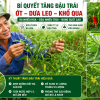 Cách Tăng Đậu Trái Cho Ớt, Dưa Leo, Khổ Qua Hiệu Quả | Hạn Chế Rụng Hoa