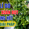5 LÝ DO PHUN XOĂN ĐỌT MÃI KHÔNG HẾT