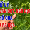 Cách Điều Trị Dứt Điểm Bệnh Tóp Đầu Lá (Xoăn Đọt) Trên Khổ Qua