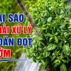 Nên xử lý xoăn đọt ngay khi mới xuất hiện hay đợi bệnh nặng?