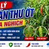 Quản Lý Bệnh Thán Thư Mùa Nghịch Cho Cây Ớt