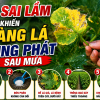5 Sai Lầm Khiến Bệnh Vàng Lá, Nhũn Lá Tái Phát Sau Mùa Mưa