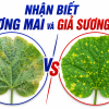 Sương Mai Hay Giả Sương Mai Trên Cây Rau Màu