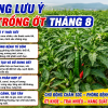 Mật Độ Trồng Ớt Và Kỹ Thuật Cải Tạo Đất Chuẩn Trong Tháng 8/2026