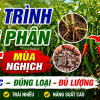 Cách Bón Phân Cho Ớt Theo Từng Giai Đoạn (1000m²) Giúp Ra Hoa, Đậu Trái, Năng Suất Cao
