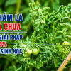 Bệnh Khảm Lá Cà Chua: Dấu Hiệu Nhận Biết, Nguyên Nhân Và Giải Pháp Sinh Học Hiệu Quả