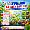 Polyphenol Là Gì? "Lá Chắn Sinh Học" Giúp Cây Khỏe Mạnh, Tăng Sức Đề Kháng Tự Nhiên