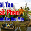 Cải Tạo Đất Phèn Hiệu Quả: Giải Pháp Phục Hồi Đất &amp; Ổn Định pH