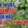 Kỹ Thuật Chăm Sóc Dưa Hấu Giai Đoạn 10 – 25 Ngày